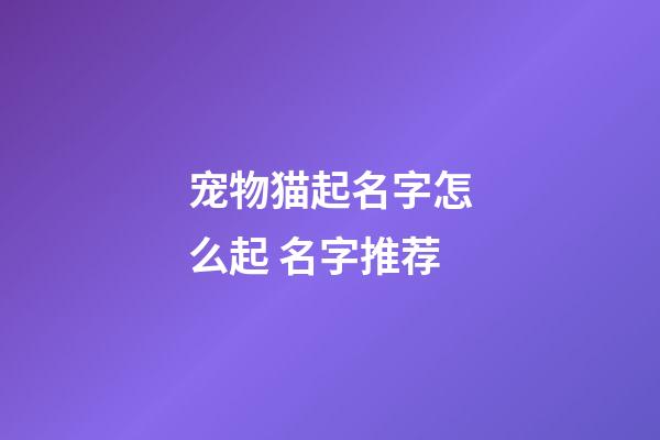 宠物猫起名字怎么起 名字推荐